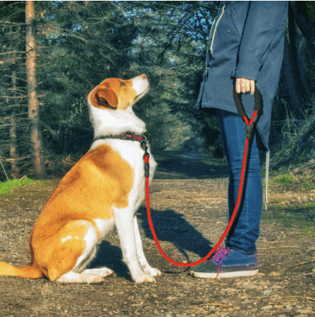 Reflective Dog Leash Nylon Rope for Dogs Walking Training Suppiles