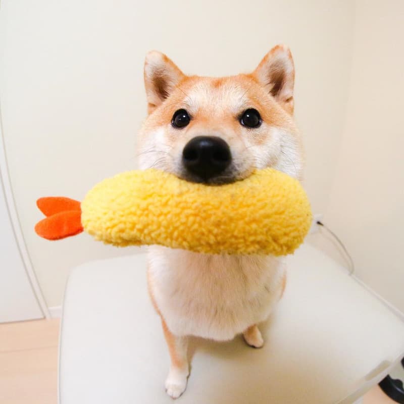 Fried Shrimp Tempura Dog Chew Bite Squeaky Toy Stuffed