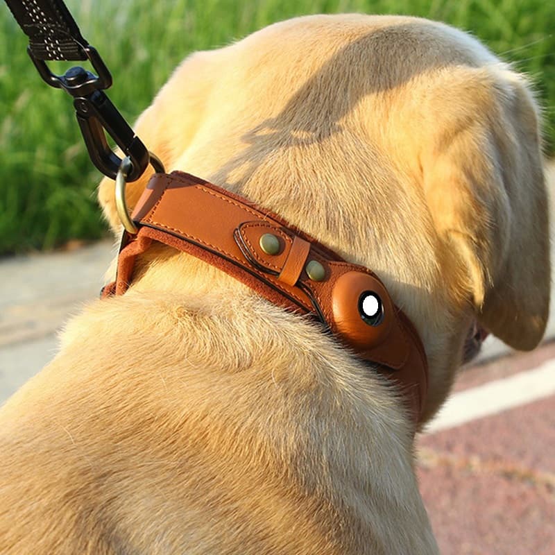 Tracker Leather Dog Collar