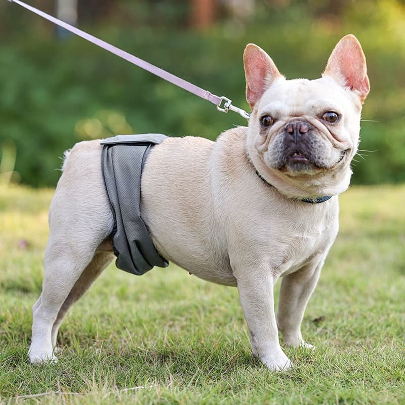 Diaper Male Dog Pants Belly Band