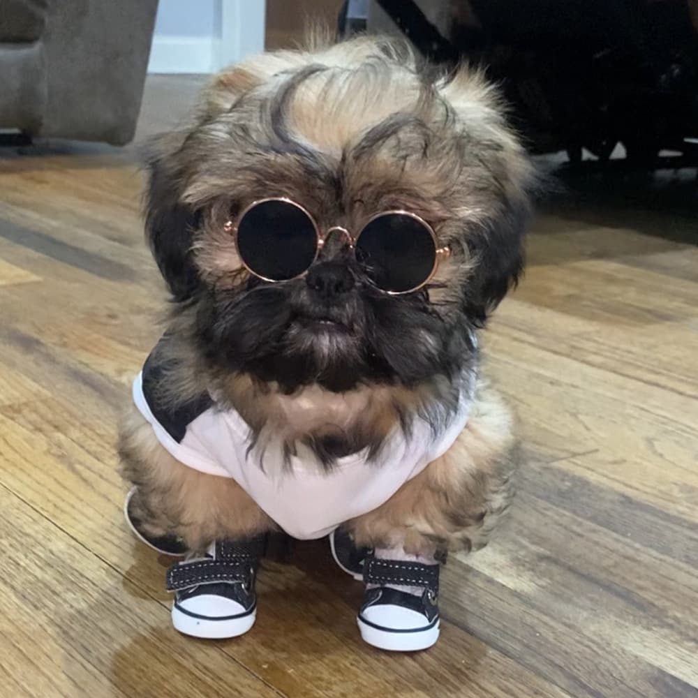 Small Dog Boots All-Season