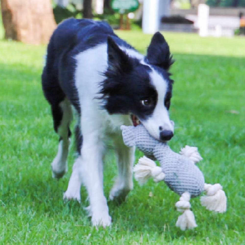 Bite-Resistant Interactive Dog Toy