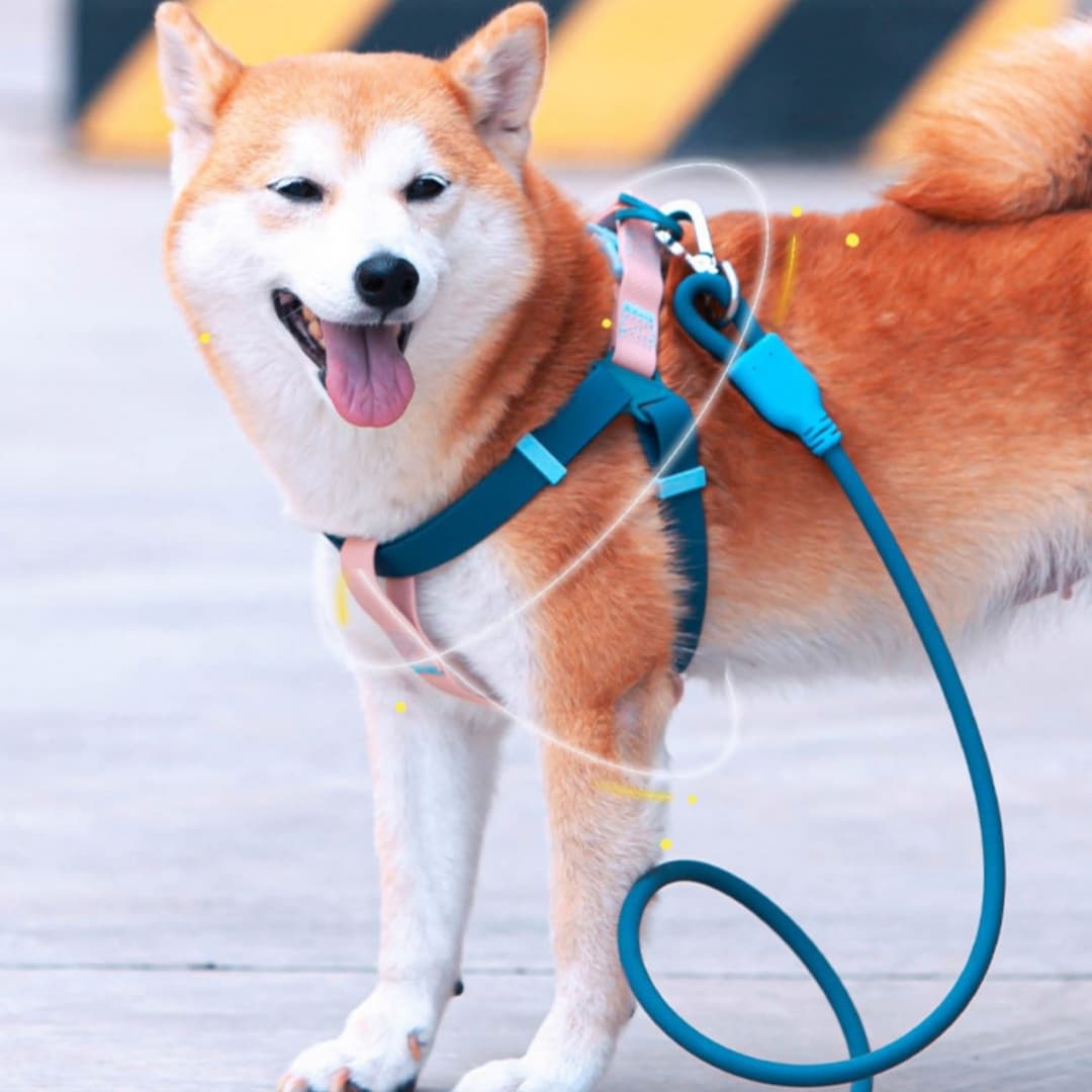 Dog Leash PVC Waterproof Back Collar Stain-Resistant